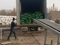 СИЛОС В УПАКОВКЕ ПО 24-26 кг ВЫСШИЙ СОРТ!!! Ватсапп+ — foto 4