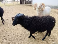숫양, Ouessant sheep — 사진 2