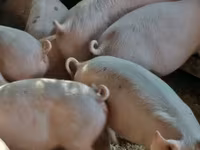 หมูป่าตัวผู้, Пьетрен — รูปภาพ 6
