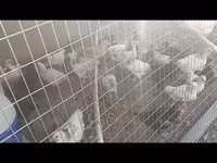 Chickens — foto 2