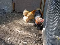 Chickens — 1-сурет