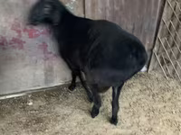 Beran, Hissar sheep — foto 7