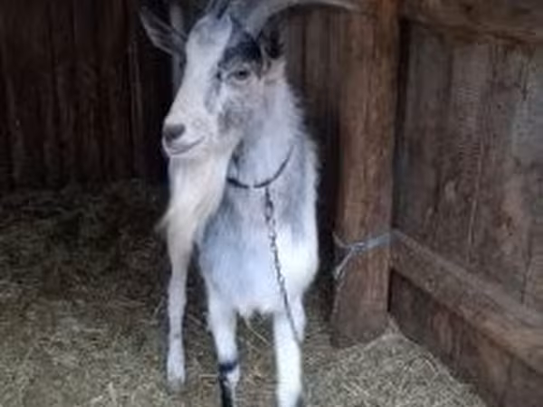 Billy Goat, Goats — Hungary