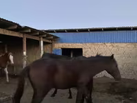 گھوڑے (گروپ، جنس مذکور نہیں), گھوڑے — تصویر 2