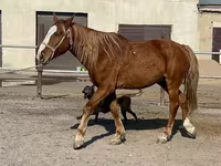 Hengst, Kustanai horse — Foto 5