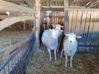میش, Ile-de-France sheep — عکس 2
