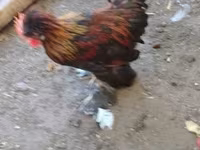 Chickens — fotografija 3