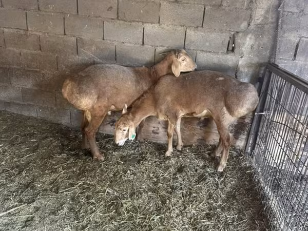 Ram, Arashan sheep — Kyrgyzstan