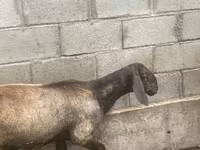 Widder, Arashan sheep — Foto 5