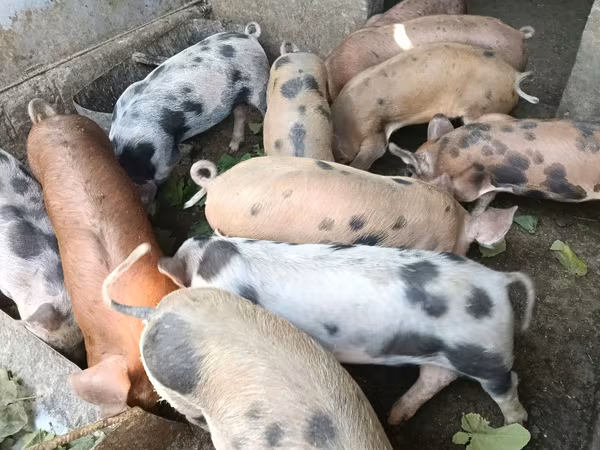 หมูป่าตัวผู้, หมู
