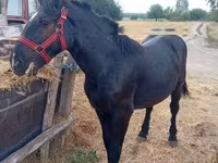 Kobila, Percheron — fotografija 1