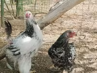 Brahma — foto 2
