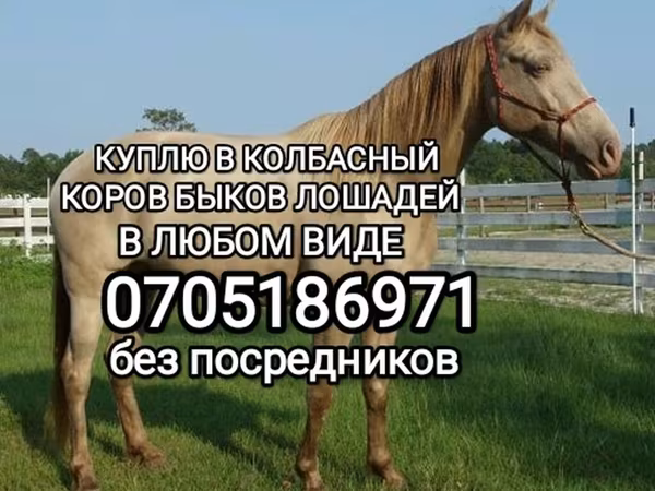 Коњи