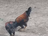 Chickens — عکس 2