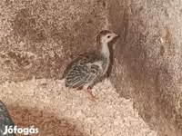 Guinea fowl — sawirka 3