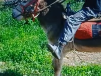 Kůň, Koně — foto 5