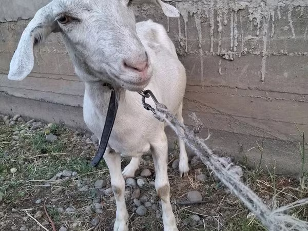 Koza, Alpine goat