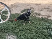 Chickens — फ़ोटो 2