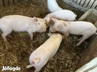 Cinghiale, Крупная белая — foto 2