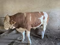 گاو نر, Simmental cattle — عکس 1