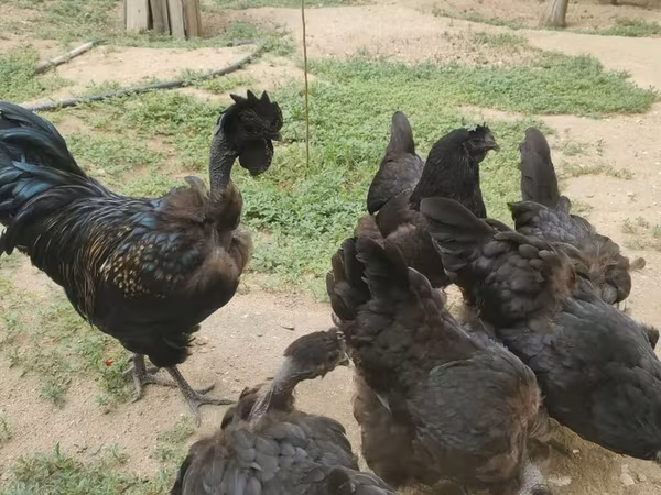 Chickens