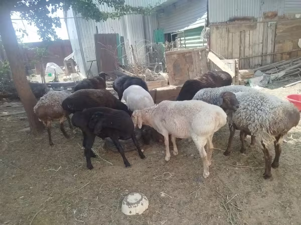 كبش, Arashan sheep