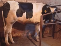 گاو ماده, Russian Black pied cattle — عکس 1