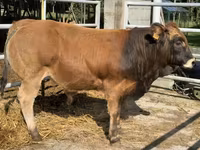 황소, Partenaise cattle — 사진 2