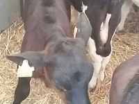 گاو نر, Simmental cattle — عکس 5