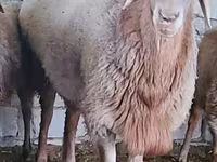 گوسفند (گروه، جنسیت مشخص نشده), Arashan sheep — عکس 3