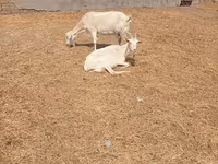 بز ماده, Toggenburg goat — عکس 4