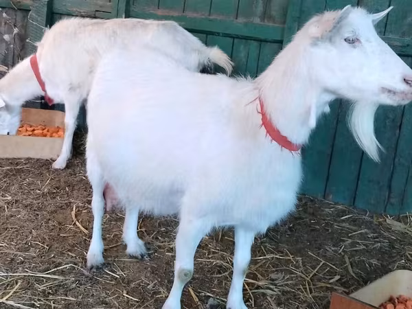 بز ماده, Pomellata goat