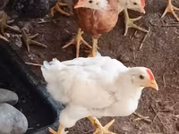 Chickens — عکس 2