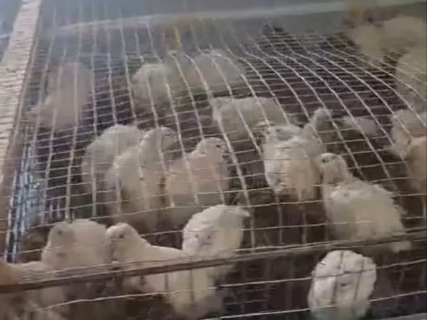 Маньчжурська золота