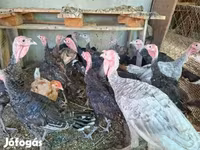 Turkeys — foto 1