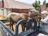 Vædder, Hissar sheep — foto 2