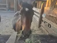 Kůň, Welsh Cob — foto 1