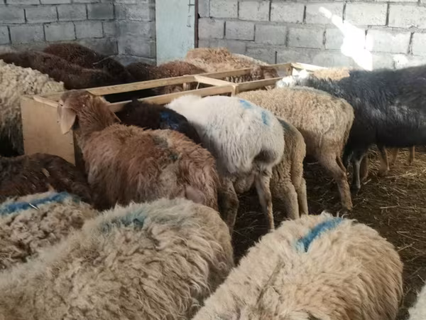 Qoyun, Tian-Shan semifinewool sheep