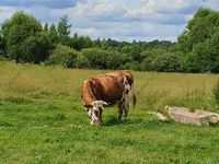 Kuh, Simmental cattle — Foto 7