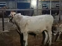 Býk, Swiss cattle — foto 3