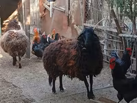 میش, Karabakh sheep — عکس 2