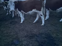 گائے, Swiss cattle — تصویر 1