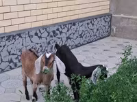 Capra, Nubian Goat — foto 1
