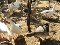 Geese — zdjęcie 2