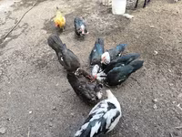 Ducks — عکس 2