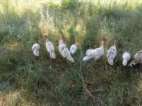 Turkeys — Foto 7