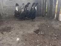 Geese — الصورة 3