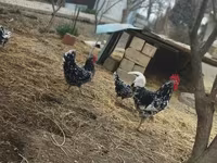 Chickens — عکس 7