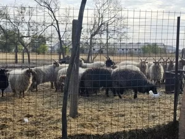 Carneiro, Racka sheep