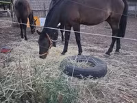 ม้าตัวผู้, Nonius horse — รูปภาพ 1